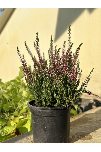 Верес звичайний Атен - саджанець в контейнері 3 л